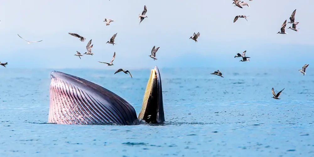 img-Whales Off the Irish Coast
